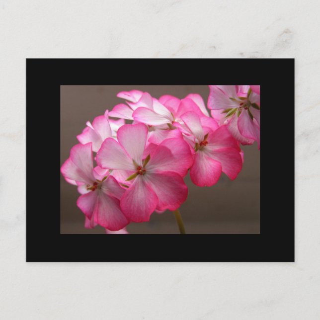 Zonale geranium 'Cattolica' Postcard (Front)