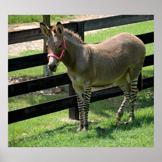 Zonkey name for donkey and zebra mix poster (Front)