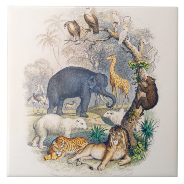 zoo, animal, cute, animals, nature, wildlife kids tile (Front)