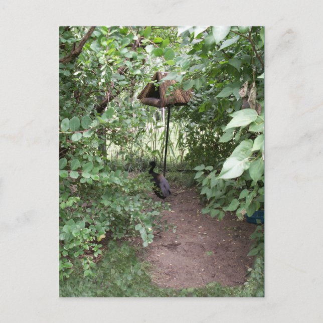 Zoo Bird house Postcard (Front)