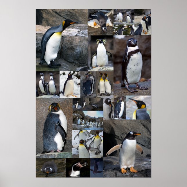 Zoo Penguins Collage Photo Poster (Front)