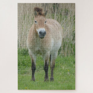 Zoo Puzzle: Cute Przewalski Horse Jigsaw Puzzle