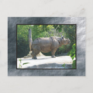 zoo rino postcard