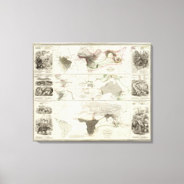 Zoological geography canvas print (Front)