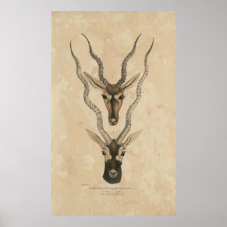 zoology of India 1932 blackbuck Poster