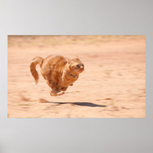 Zoom Kitty Poster