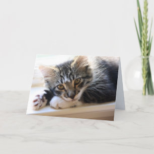 Zorro By The Window Blank Greeting Card