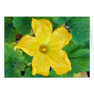 Zucchini Flower Card