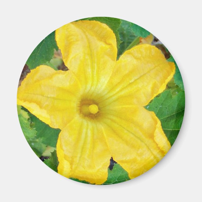 Zucchini Flower Magnet (Front)