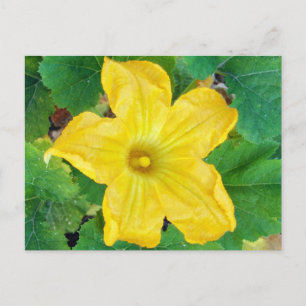 Zucchini Flower Postcard