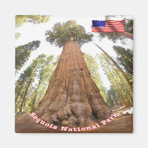 zUS127 SEQUOIA N.P.  General Sherman, Fridge Magnet