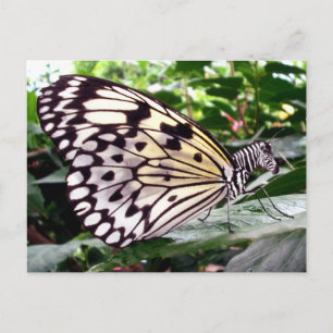 Zutterfly postcard