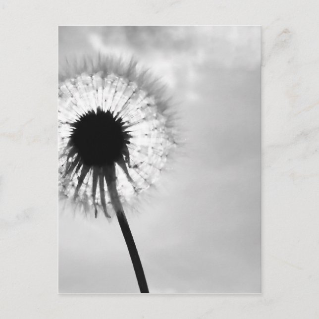 Zwart wit Paardebloem Black and White Dandelion Postcard (Front)
