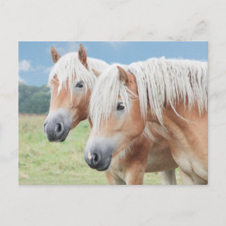 zwei Haflinger Postcard