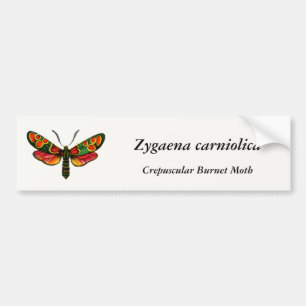 Zygaena carniolica - The Crepuscular Burnet Moth Bumper Sticker