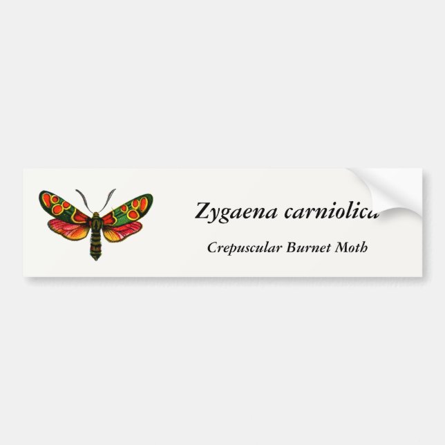 Zygaena carniolica - The Crepuscular Burnet Moth Bumper Sticker (Front)