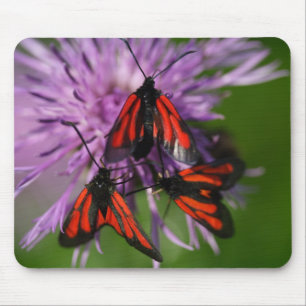 Zygaena purpuralis mouse mat