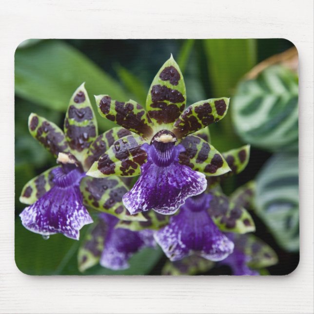 Zygopetalum Orchid Mousepad (Front)