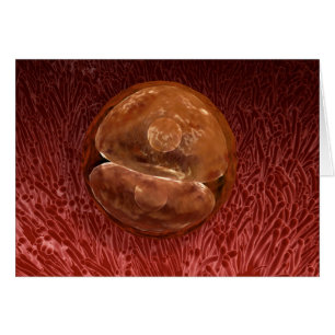 Zygote Development: 24-36 Hours