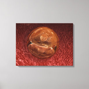Zygote Development: 24-36 Hours Canvas Print