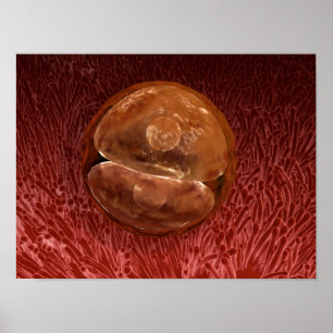Zygote Development: 24-36 Hours Poster