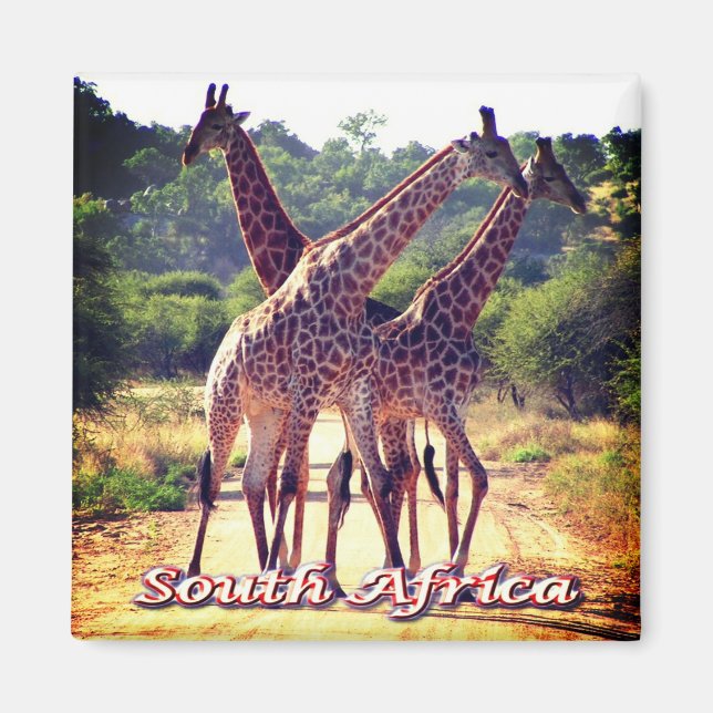 zZA011 SOUTH AFRICA, Giraffes, Fridge Magnet (Front)